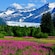 Wild flowers, alpine trees and lush vegetation growing at the base of Mendenhall Glacier